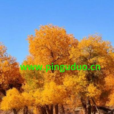 全球核电行业经历一个显著的复苏和发展阶段
